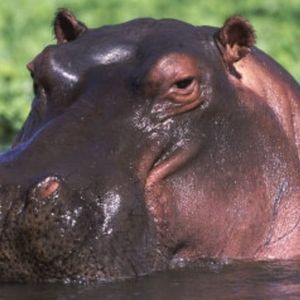 Meet your Posher, Jerry